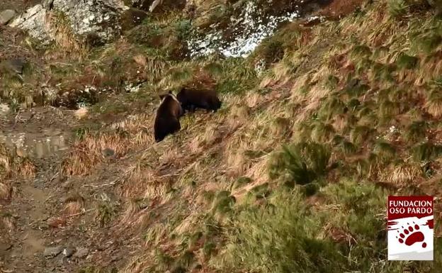 Los oseznos estrenan la primavera