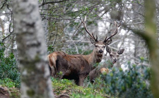 Excursión por el bosque del agua del Saja-Nansa, un hayedo mágico