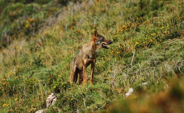 Cantabria ya tiene su Plan del Lobo tras cuatro años de vaivenes