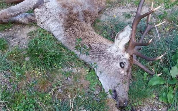 Medio Natural asegura que el control de la sarna en Liébana «es el adecuado»