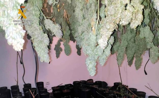 Tres detenidos y otra plantación de marihuana desmantelada en un chalé de Treto