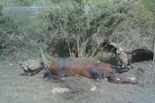 Los buitres regresan a por su presa de Caviedes