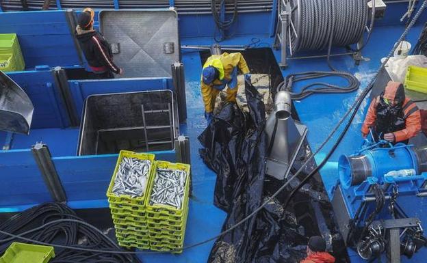 La avalancha de bocarte colapsa los puertos y obliga a amarrar la flota hasta el lunes