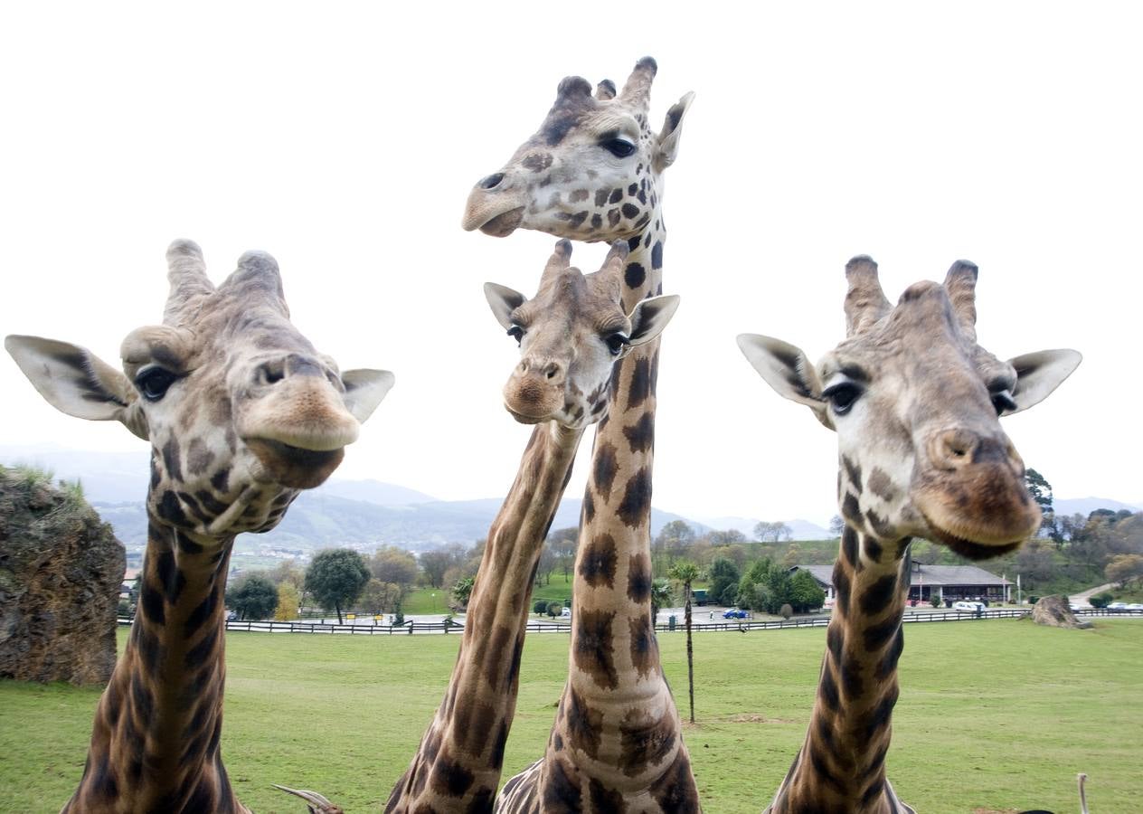 La primera de las tres jirafas que vivirán en Cabárceno llegará al recinto el día de Jueves Santo