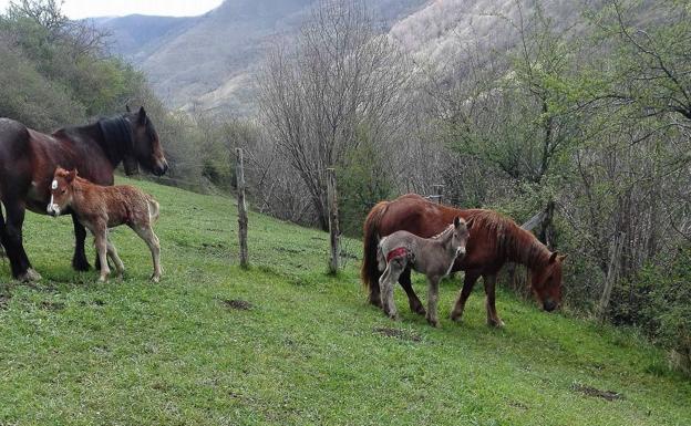 «Los lobos nos están matando a los animales ya hasta dentro del pueblo, lo nunca visto»