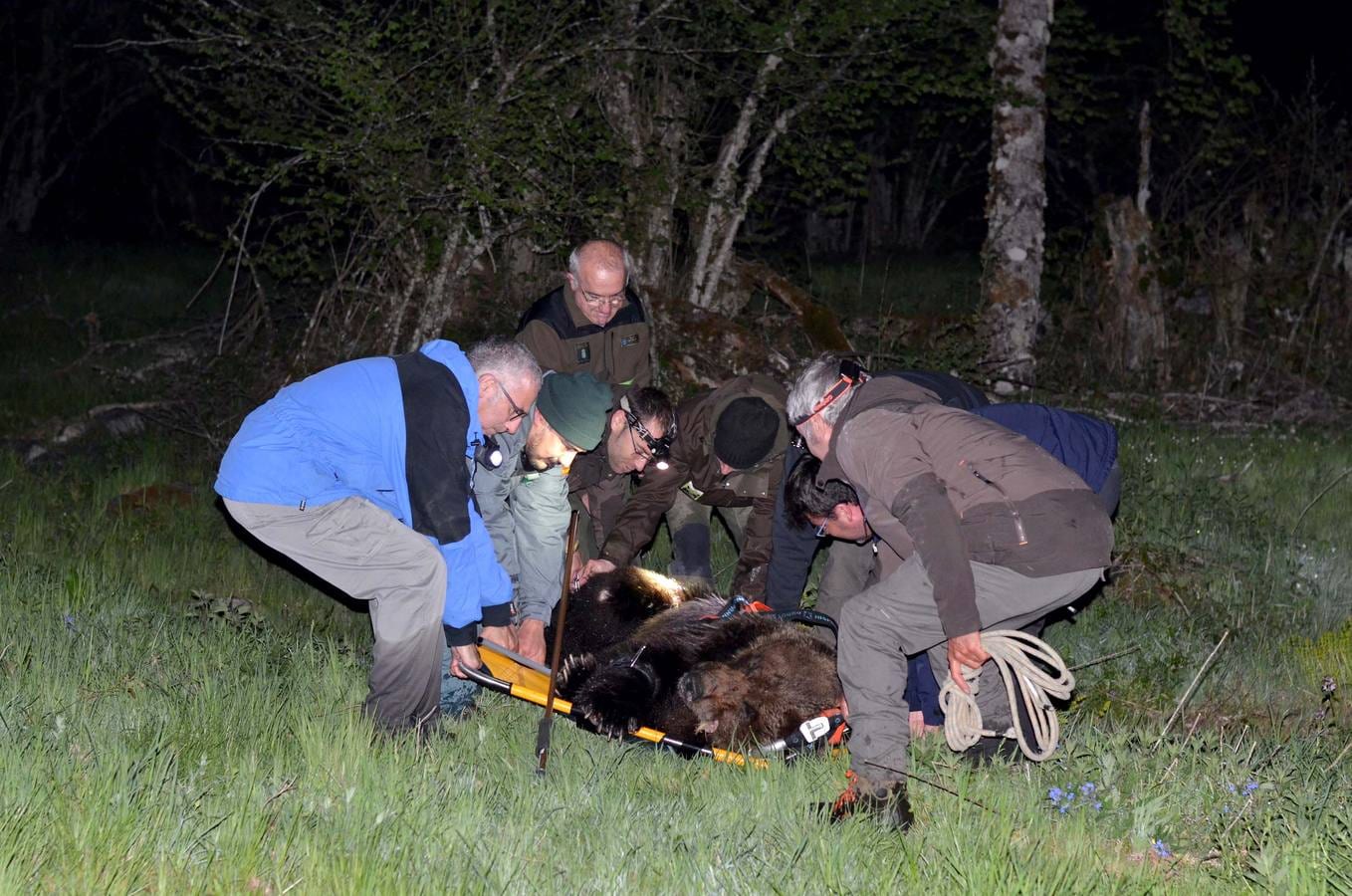 Se recupera en Cantabria un oso pardo adulto capturado herido en El Bierzo