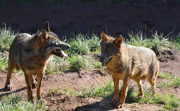 El Tribunal Superior avala las acciones de control de población del lobo autorizadas por Cantabria