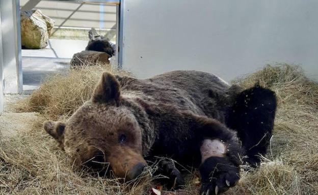 En estado grave el oso pardo recogido en León que está siendo tratado en Cantabria