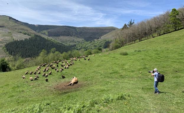 El salvaje espectáculo de los buitres leonados en los montes de Cabuérniga