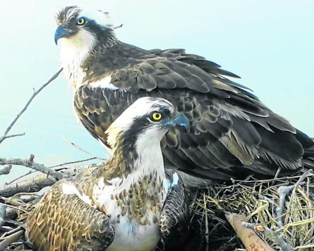 'Txuriko' y 'Vanda' vuelven a la bahía