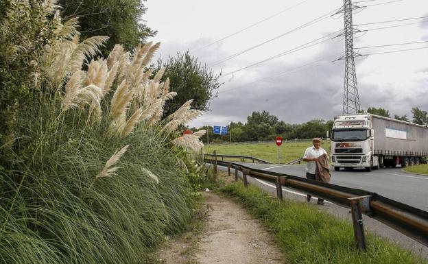 El grupo de trabajo contra plumero comienza a estudiar cómo eliminar esa especie