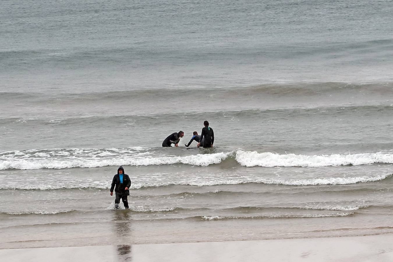 Aparecen 17 delfines varados en Oyambre