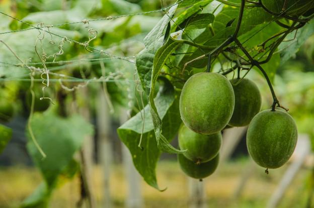 Alimentos con tradición y grandes propiedades