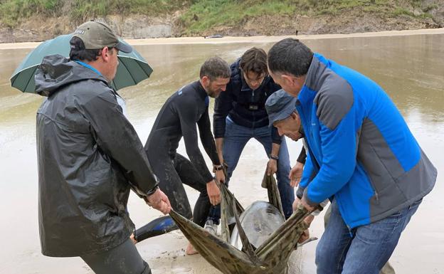 Aparecen 17 delfines varados en Oyambre, de los que catorce están muertos