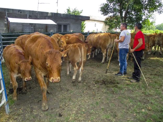 La mitad de los ganaderos cántabros, a un paso de la jubilación