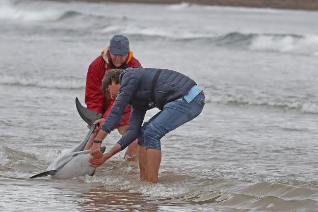 «Me quedo con que logramos salvar a tres delfines, no con que murieron 14»