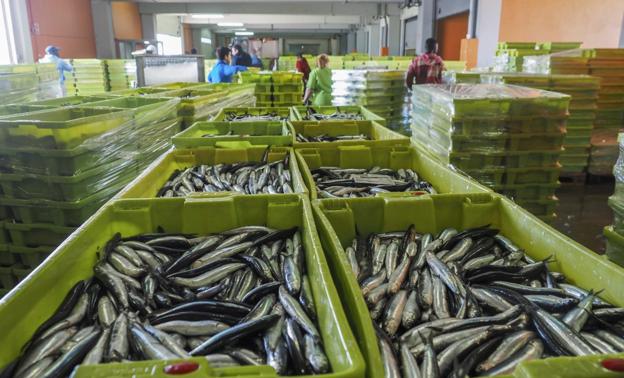 Las lonjas de Cantabria subastaron ayer más de 850.000 kilos de bocarte de gran tamaño