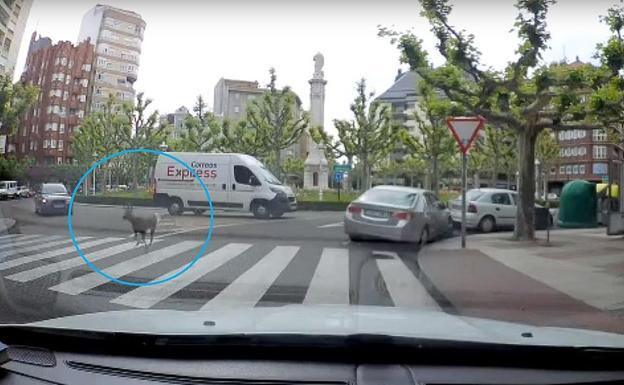 Un corzo 'asalta' el centro de León