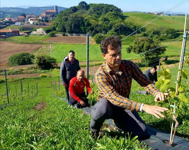 «Este será el primer año que recogeremos uva»