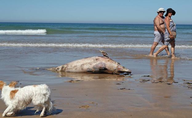 Aparece otro delfín muerto en la playa de Oyambre