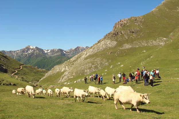 El ganado ya está en los puertos de Áliva