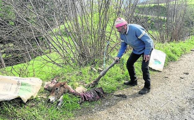 Cantabria aceptó 1.193 expedientes por daños de la fauna silvestre al ganado en 2018