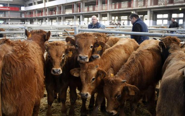 Unos 300 animales participarán en la Feria de Razas Cárnicas de Torrelavega