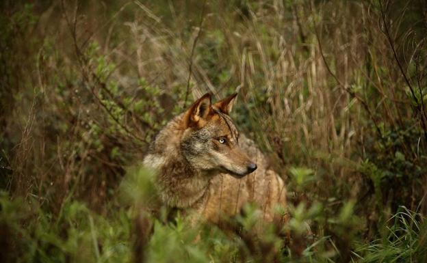 El Gobierno extiende la protección a todas las poblaciones de lobo ibérico al sur del Duero