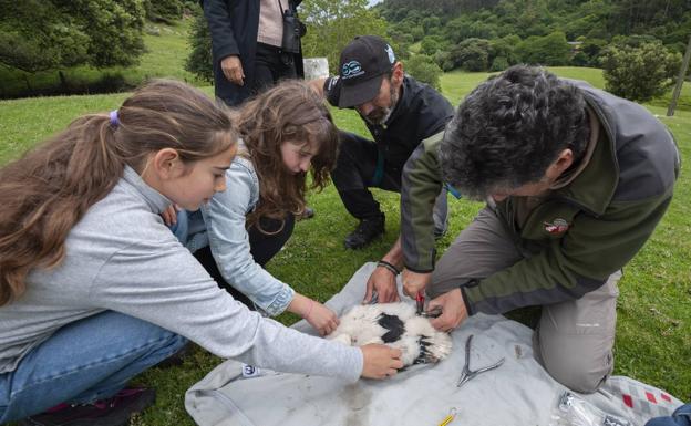 Por junio, la cigüeña anillar verás