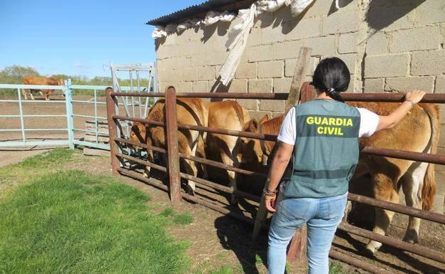 Localizan en una granja de Torrelavega cuatro terneras robadas en Aguilar de Campoo