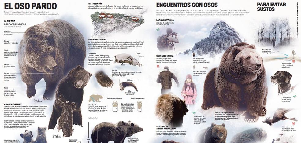 Una lámina para conocer al oso pardo