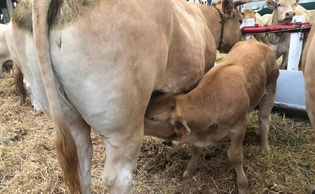 El ferial de Torrelavega ha reunido a las mejores vacas de carne y sementales