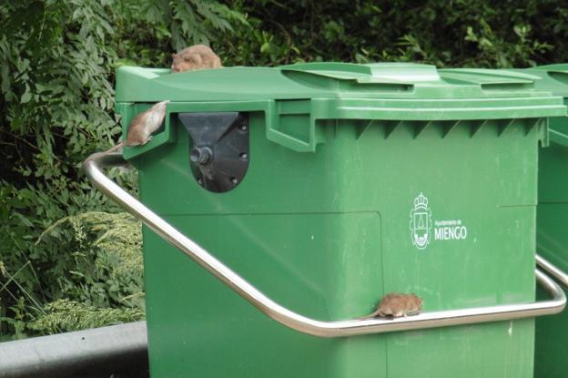 Equo Miengo urge medidas contra la plaga de ratas existente en varios puntos del municipio