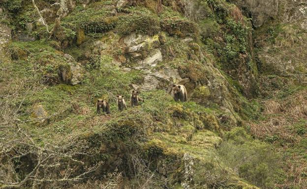 Un estudio internacional refleja un incremento de los ataques de osos a seres humanos