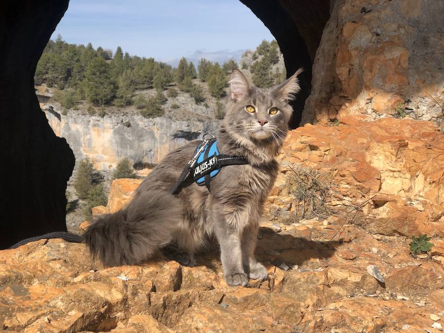 Socio, el gato que viaja en caravana por Cantabria