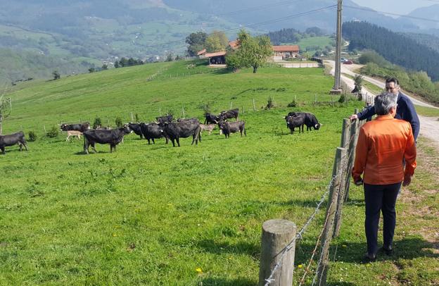 El Gobierno celebra una nueva subasta de tudancas en La Jerrizuela