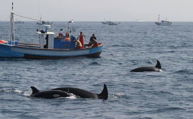 'Encuentro de los mares': Por una pesca más sostenible y auténtica