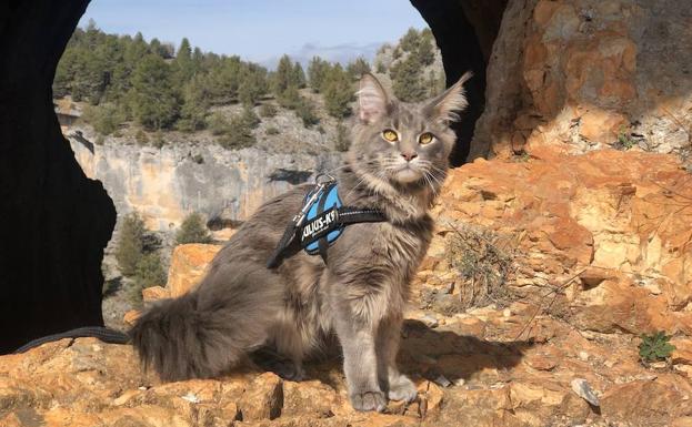 Socio, el gato que viaja en caravana por Cantabria