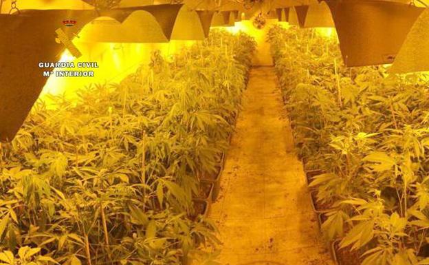 Descubren en Riotuerto una plantación de marihuana con importantes medidas de seguridad montada por un club cannábico de Santander