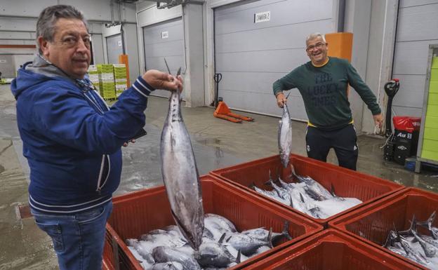 El bonito ya llegó a Cantabria