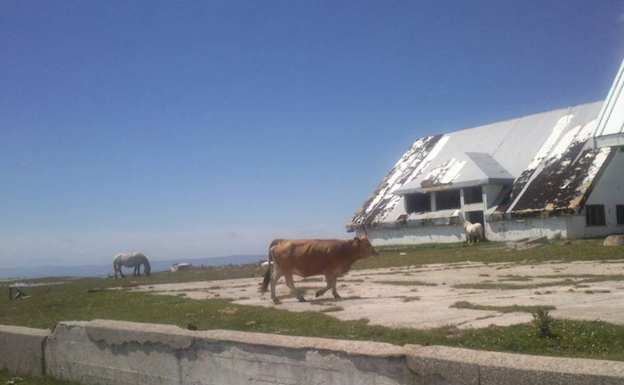 El Picón Blanco, nieve, vacas y bicis