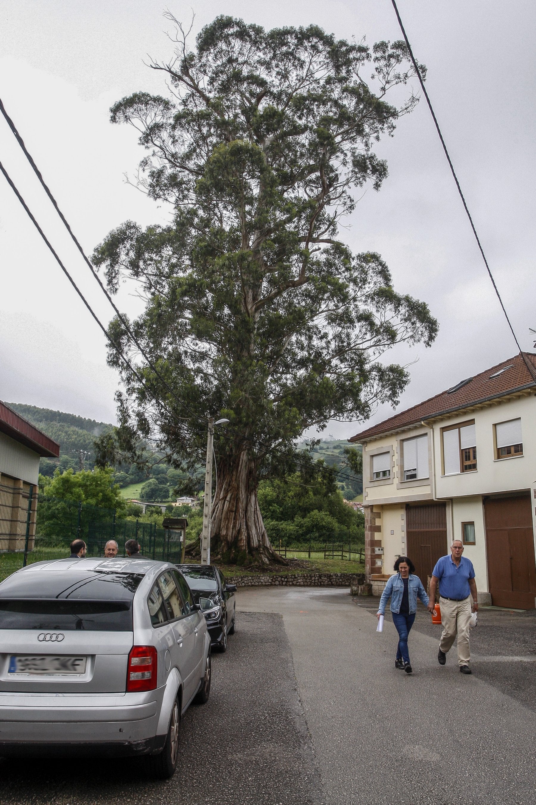 El único árbol singular del municipio amenaza con secarse tras 130 años