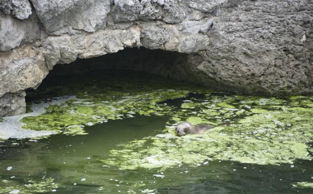 Los ecologistas alertan de la «sobrecarga de algas» en el minizoo de La Magdalena