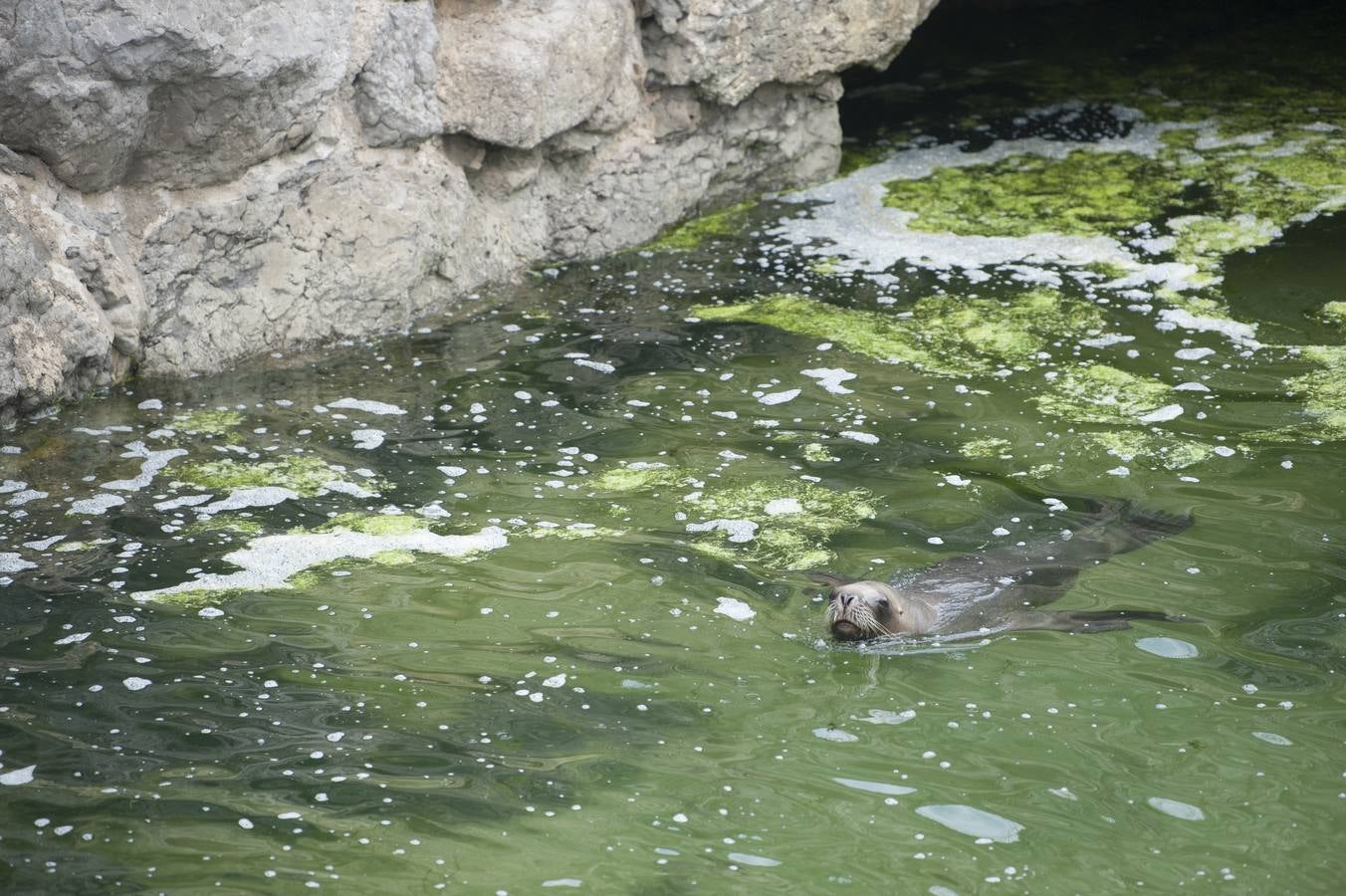 «Sobrecarga de algas» en el minizoo de la Magdalena