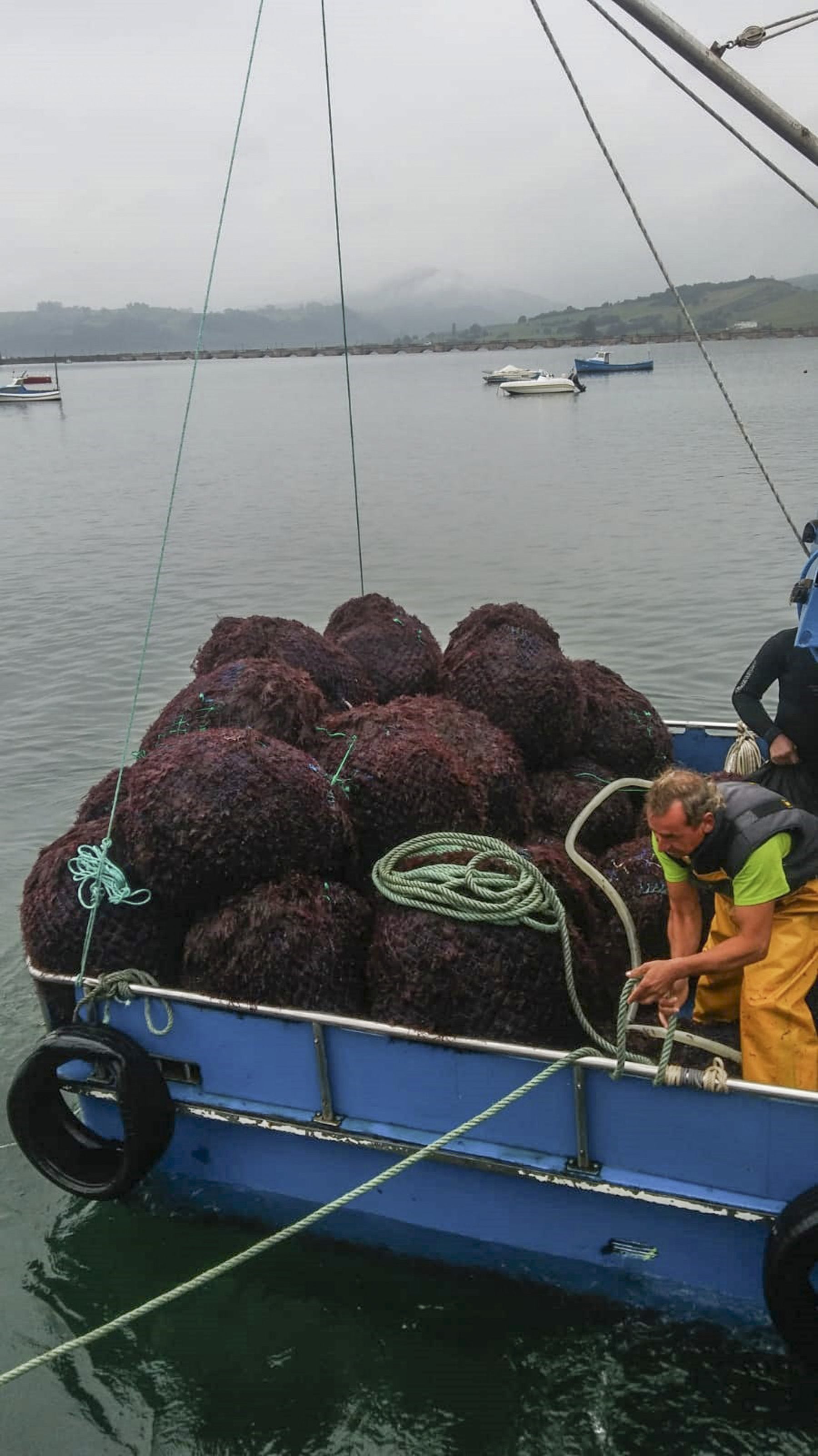 Los extractores de algas, «sorprendidos» por los recortes que anuncia Pesca para este año