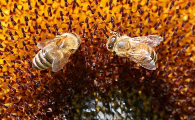 El zumbido de las abejas, la estrategia de la India para alejar a los elefantes de los trenes