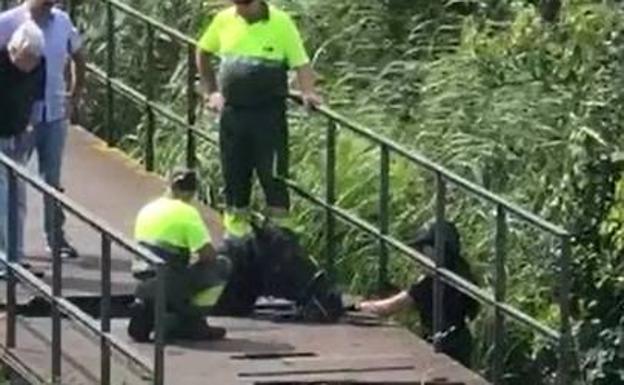 Un caballo de la Policía Nacional queda atrapado en una de las tarimas de madera de Las Llamas