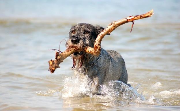 El peligro del agua del mar para tu perro