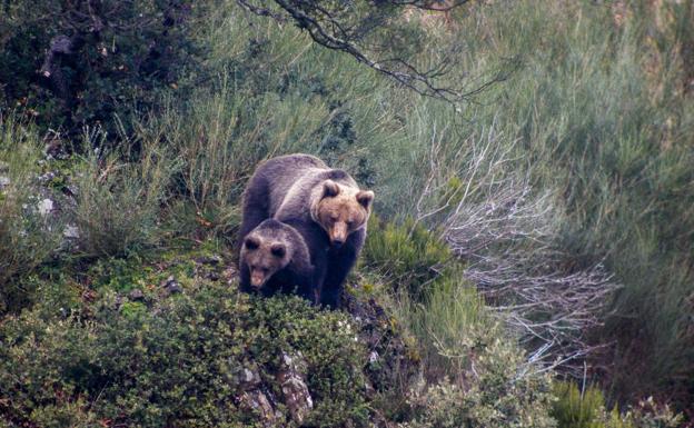 La segunda oportunidad del oso