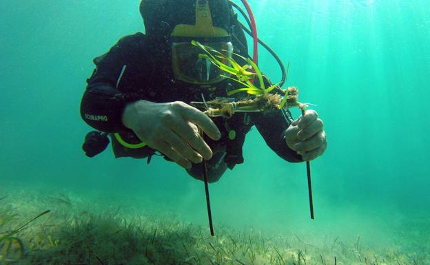 El milagroso bosque submarino de la posidonia